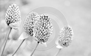 Ornamental allium in gray scale.