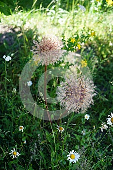 The ornamental allium has faded and still looks decorative in the meadow in June. Berlin, Germany