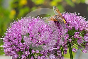 Allium millenium in close-up with hornet mimic hoverfly