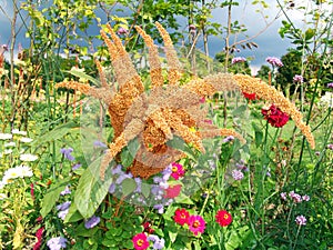 Ornamental amaranth on a flowering meadow in the company of annuals photo