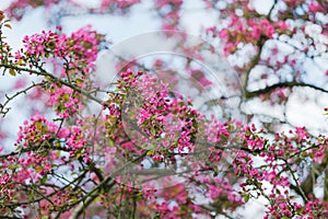 Ornamental apple tree (Malus purpurea) in bloosom. Spectacular, pink, fine flowers in the springtime. Fresh leaves.