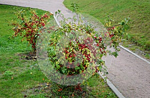 Ornamental apple trees in the park on the square have the shape of shrubs branching directly from the ground. They are wrapped in