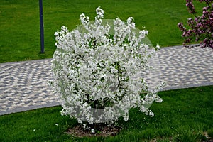 Ornamental apple trees in the park on the square have the shape of shrubs branching directly from the ground. They are wrapped in