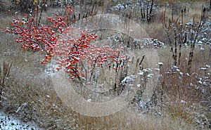 Ornamental apple trees in the park on the square have the shape of shrubs branching directly from the ground. They are wrapped in