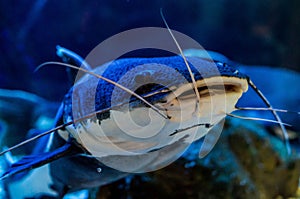Ornamental aquarium fish.