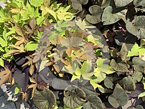 Ornamental autumn leaves Ipomoea Sweet Potato, Nature Palette Ipomoea batata. Natural background, close-up, sunlight