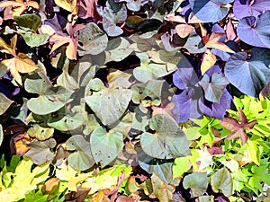 Ornamental autumn leaves Ipomoea Sweet Potato, Nature Palette Ipomoea batata. Natural background, close-up, sunlight