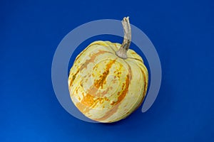 Ornamental autumn pumpkin with two-toned rind