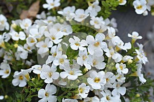 Ornamental bacopa