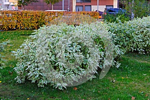 Ornamental bicolor shrub Cornus Alba with variegated white green leaves. Decorative trimmed Ivory Halo Dogwoods bushes photo