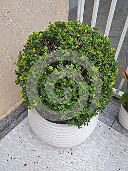 Ornamental bush on a white pot