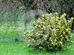 Ornamental bush with yellow flowers and green leaves