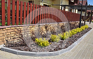 Ornamental bushes of yellow berberis thunbergii aurea planted on a narrow flowerbed mulched with pine bark wood chips along a