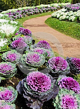 Ornamental cabbage