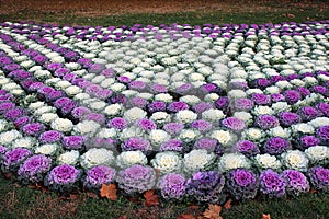 Ornamental cabbage bed