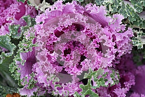 Ornamental cabbage, Brassica oleracea