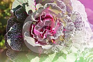 Ornamental cabbage covered with white frost in the garden. Natural background, selective focus