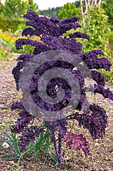 Ornamental Cabbage On A Field