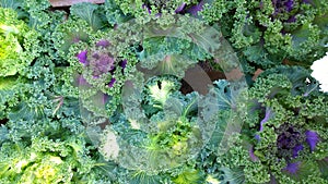 Ornamental cabbage. Flowering Kale. Brassica oleracea species. Cole. Classification: Plantae. Collard greens decorative plant. Blo