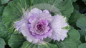 Ornamental cabbage (flowering kale) plant in a garden