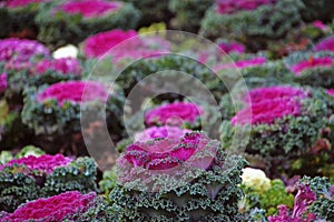 Ornamental cabbage flowers on the lawn