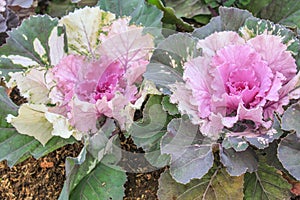 Ornamental Cabbage in the Garden, Doi Inthanon National Park