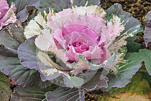 Ornamental Cabbage in the Garden, Doi Inthanon National Park