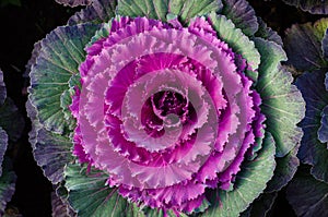 Ornamental cabbage growing in the soil. Flowering Cabbage. Decorative cabbage