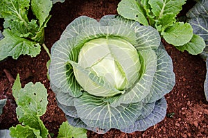 Ornamental cabbage growing in the soil. Flowering Cabbage. Decorative cabbage