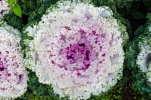 Ornamental cabbage growing in the soil. Flowering Cabbage. Decorative cabbage