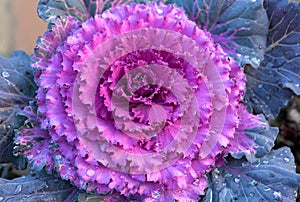 Ornamental Cabbage with water dewdrops Closeup detail
