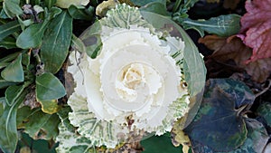 Ornamental cabbage with white green leaves