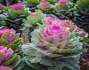 Ornamental cabbages from close