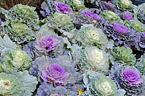 Ornamental cabbages