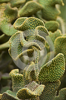 Ornamental cactus plant