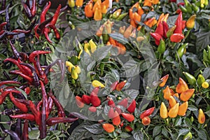 Ornamental capsicum Annuum Peppers of different varieties and colors in autumn, outdoor, in the garden, bright colorful