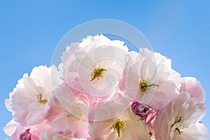 Ornamental cherry tree flowers in bloom against blue sky with copy space above