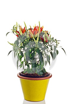 Ornamental chili plant in pot