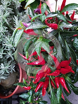 ornamental chilli plants have red chilies in the pot