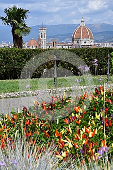 Ornamental chillies in a garden located at michelangelo square with nice view on the Cathedral of Santa Maria del Fiore in