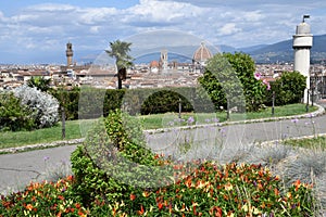 Ornamental chillies in a garden located at michelangelo square with nice view on the Cathedral of Santa Maria del Fiore in