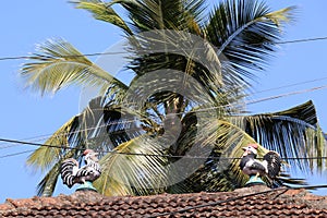 Ornamental Cockerels on Roof, Rue Heliodoro Salgado, Panaji, Goa, India