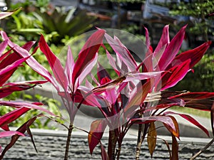 Ornamental Cordyline fruticosa. beautiful plant natural red color