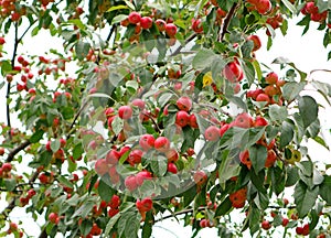 Ornamental Crab Apple Tree with Uncountable Vibrant Red Color Fruits