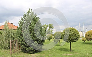 Ornamental crack willow or brittle willow trimmed. Landscaping