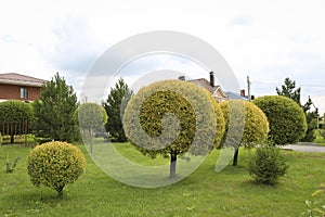 Ornamental crack willow or brittle willow trimmed. The spherical crown of the tree. Landscaping