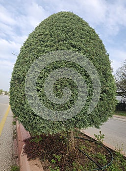 An ornamental cypress in road separator