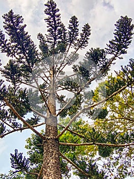 ORNAMENTAL CYPRESS TREES