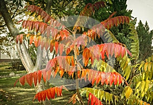 Ornamental deciduous plant, called sumac photo