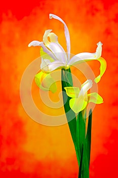 Ornamental dual color iris flowres presentation on abstract background
